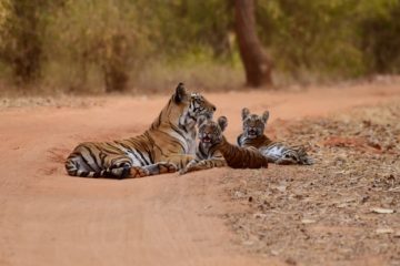 tiger parent mom